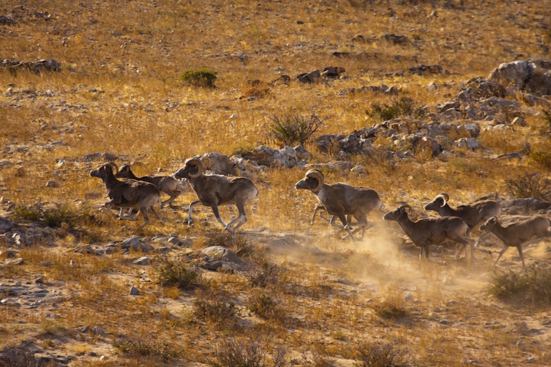 Argali